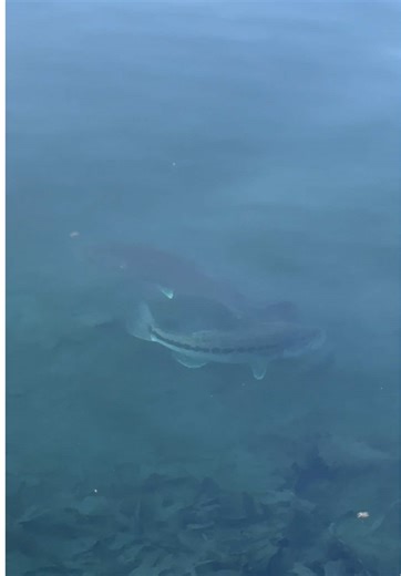 Bass Fishing Tips for Largemouth Bass Season