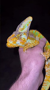 The COOLEST VEILED CHAMELEON of all time!!! Look at these crazy colors and patterns!