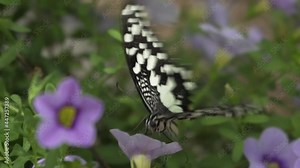 Papilio Demoleus Is a Common and Widespread Swallowtail Butterfly. Also Known as the Lime Butterfly, Lemon Butterfly, Lime Swallowtail, and Chequered Swallowtail Sucking Honey From Flowers