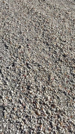 Seashell heaven #ocean #beach #seashells #shells #shelling | Beach