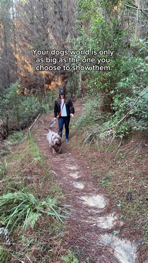 Staffy Puppy Adventures at the Beach