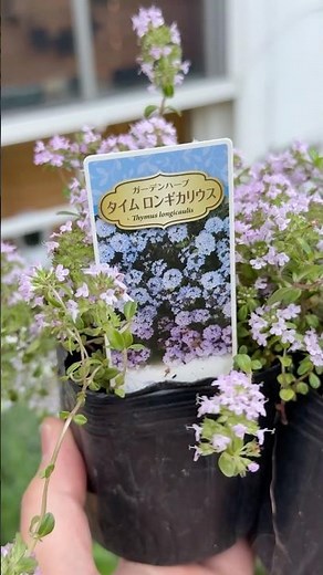 If you're unsure what ground cover to choose, try this! Introducing Thyme longicaulis! #groundcov...