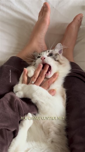 Sir Suchi & Mochi | Ragdoll brothers | Pet UGC on Instagram: "Who do you think is in control ? Follow @sirsuchicatt for more funny cat videos 🫶"