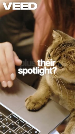 Your Laptop Isn’t Safe Why Cats Sit on Laptops (It’s Personal!) #shorts #cat