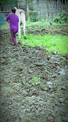 Traditional Oxen Plowing in Action! | #OxPlowing #TraditionalFarming #SustainableAgriculture