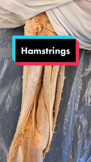 HAMSTRINGS!! Biceps Femoris, Semitendinosus, & Semimembranosus. #muscles #hamstrings #legday #scienceiscool