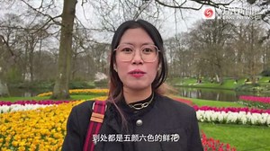 荷兰库肯霍夫公园展出超800种郁金香