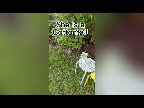 🧡 Shy vs Brave: Two Wild Bunnies, Two Personalities