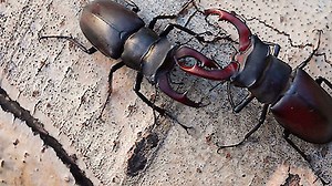 Watch Strange Creatures Season 2 Episode 5 - Giant Creepy Crawlers