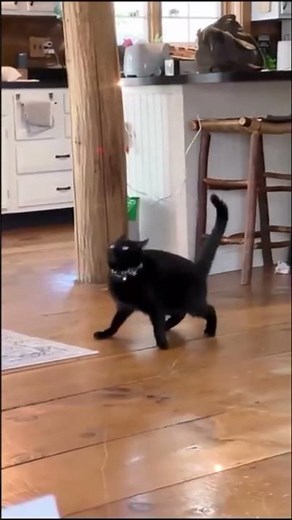 Hilarious Cats – Part 15 Absolutely hilarious! 😂🐱 #funnycats #viral