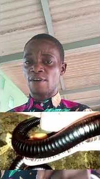 How to get rid(chase out) of millipedes from your house