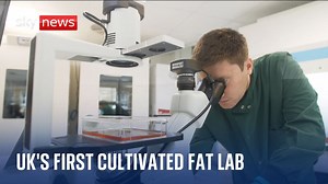 Alternative Meat: Pork fat grown for meat substitutes - The Global Herald