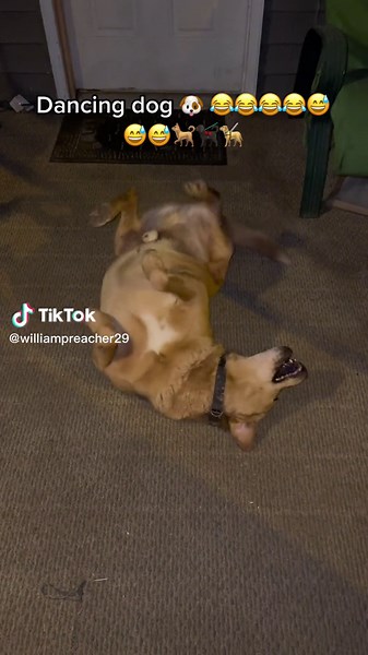 Bingo #dog #fypシ #animalsoftiktok #pawpatroledits