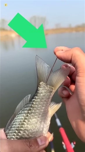 மீன்கள் வாலில் இருக்கும் புழு #tamilfacts #facts #fishfacts #fishing #anchorworm #fishcooking #viral