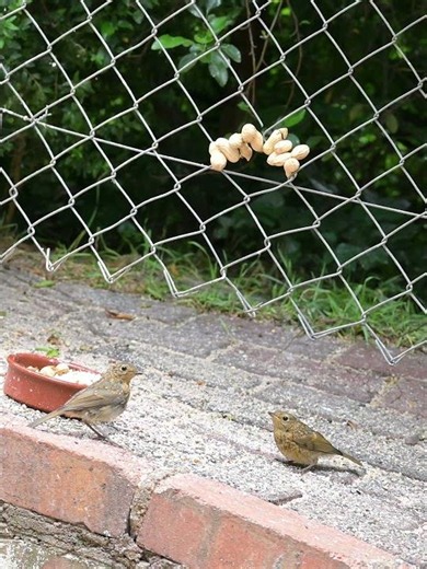 #birds even young robins are solitary