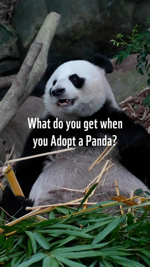 Adopt a Panda is a gift that hugs back — and gives back. 🐼❤️ By symbolically adopting a panda, you directly support our work to protect wildlife and the communities that rely on healthy ecosystems. Each adoption kit includes a plush, drawstring bag, and digital adoption toolkit to learn and share your impact. Adopt one today at support.wwf.org.ph/adopt-panda/ | WWF-Philippines