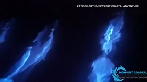 Watch dolphins glow as they glide through bioluminescent waves in California