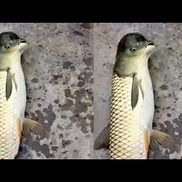 Nelayan Tangkap Ikan Berkepala Seperti Burung, Begini Penjelasan Ahli