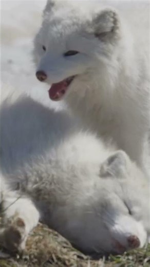 Arctic Fox Hunts Prey Under Frozen Ground #hunting #survival #insane