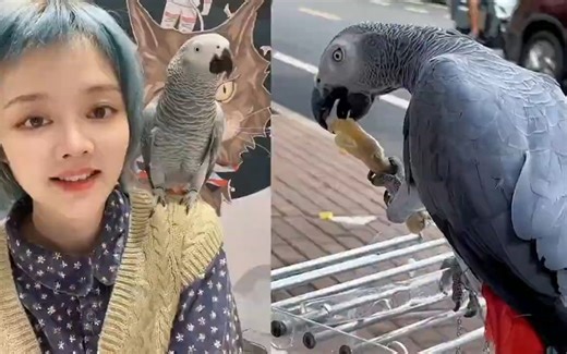 小宝天天与主人对话成话痨鹦鹉，唱歌跳舞样样行，网友成精了！