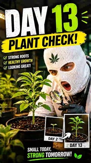 Autoflower Grow – Day 13 Check-In #shorts #viral #grow #plants