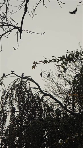 10K views · 279 reactions | Hoodies? Apparently that's another name...