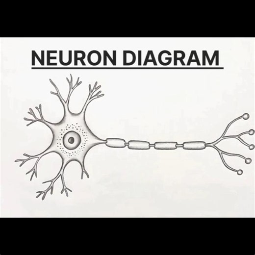How to Draw Neuron Diagram Easily | Structure of Neuron Drawing |Nervous System |Neuron Cell #shorts