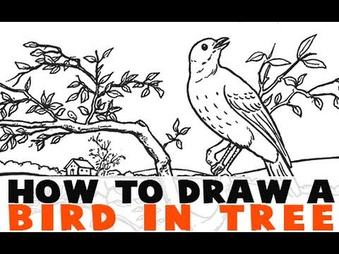 How to Draw a Bird on a Tree Branch