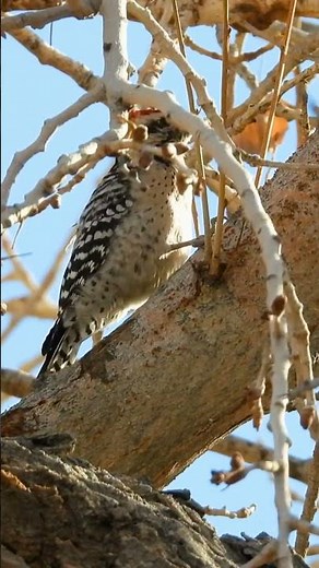 Woodpecker at work at the Las Vegas Springs Preserve! 🪵⛏️