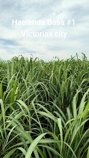 #arifarms #mechanicalfarming #farming #victoriahanon #success #fypviralシ | Roy Dalisay Sr.