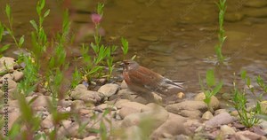 Linnet finch bird resting on stones river bank shore