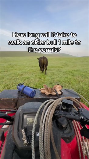 #cattle #bull #rodeo #cowboy #angus | bull