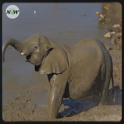 133K views · 8.4K reactions | A century after near | I Love Elephants | Facebook