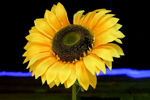 Shrek (Nadia as Fiona) - NHS 2026