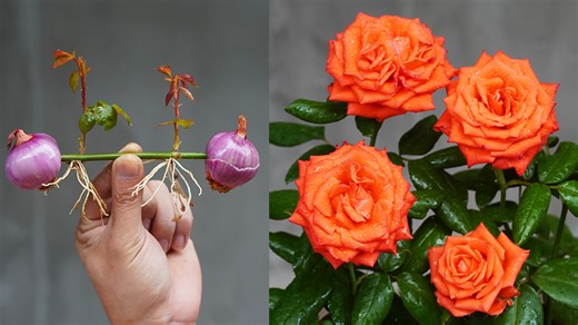 With This Method, You Will Be 100% Successful In Cutting Roses | Balcony & Garden