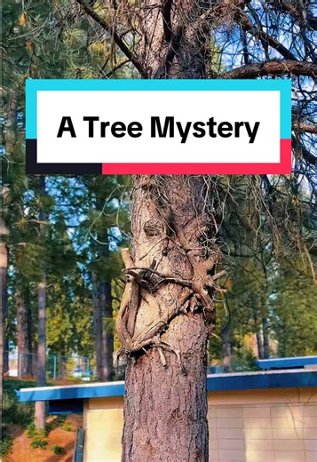 Has anyone seen this before? Info, please! How? Why? Branches wrapped all around like the tree is giving itself a hug. Ivy could be a clue. I've never seen this, or noticed it anyway. I'm so curious! Northern California Ponderosa Pines, and quite high off the ground. Arborists? Cryptozoologists? #arborist #mystery #nevadacounty #cryptozoology #curious