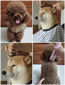 Learn to cut my dog's hair at home | DIY Hacks