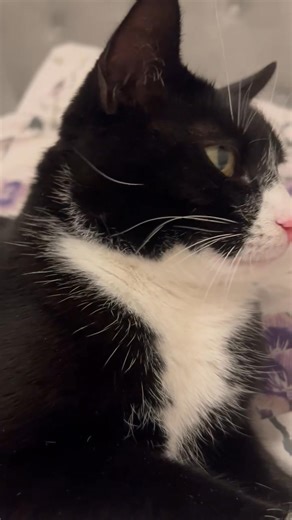 12 reactions | My comfort blanket, Bella boo  | Suzanne Lazenby | Facebook