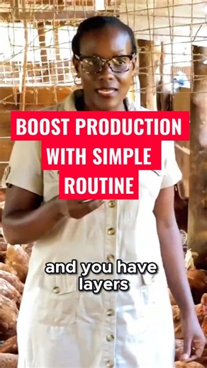 Boost Egg Production With This Simple Routine