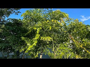 Fishtail Palm - Caryota mitis. Different and unique.