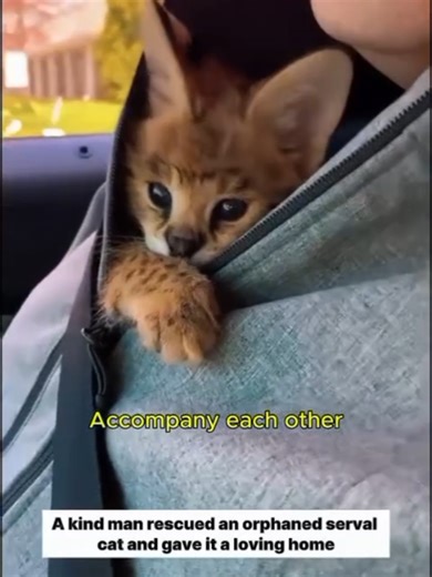 Kind Man Adopts Rescued Serval Kitten