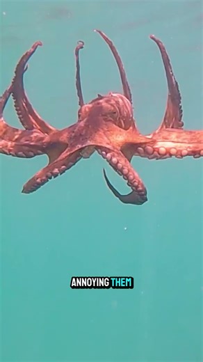 Octopuses Sometimes Punch Fish For No Reason #animalfacts #didyouknow