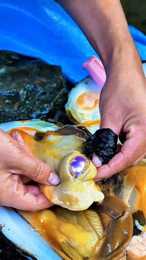 Pearl Hunter on Instagram: "Unexpected Weath! Precious gemstones in clams and oysters #pearls #viral #reels #foryou #foryoupage"