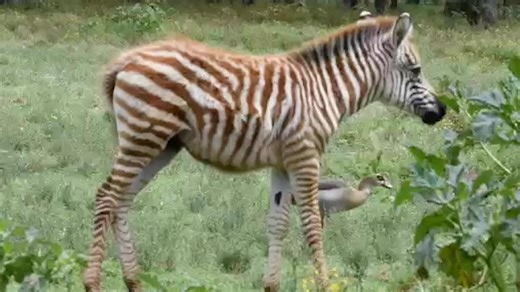 Rare luminescent golden zebra.
