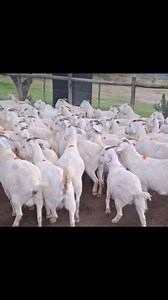 2.2K views · 37 reactions | ‼‼️ FULL BLOOD SAVANNA GOAT DOE / FEMALES...
