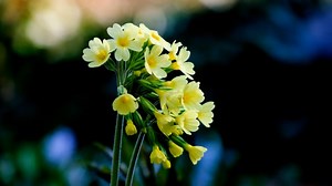 Cowslip, Yellow, Blossom. Free Stock Video