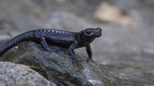 Hidden stream camera captures an elusive salamander