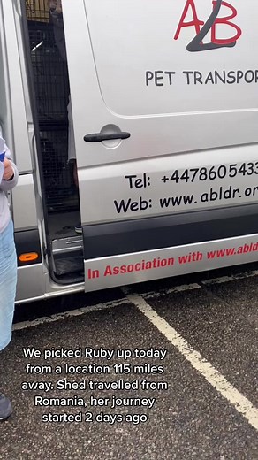 Ruby’s first day/night 💗🐶 #romanianrescuedog #romanianrescue #rescuedogsoftiktok #rescuedog #fypシ