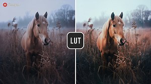 Free LUT 35mm Portrait Lookup Table