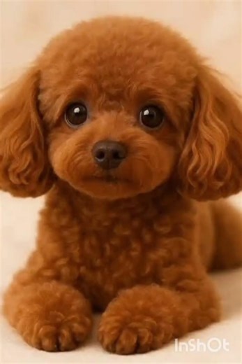 Poodle Puppies Will Instantly Make You Smile 🐩🐶❤️ | Cutest Moments Ever